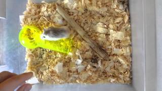 Roborovski Hamster Breeder [upl. by Hamner]