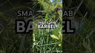 BARBEL FISHING on small rivers Tips amp methods for quick results barbelfishing barbel riverfishing [upl. by Clarette]