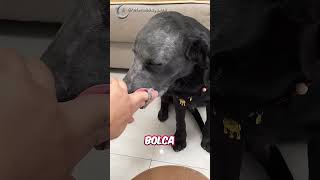 Sevimli Köpeğine Makyaj Yaptı 💗😍锅盖有点憨  Douyin [upl. by Nyrahs]