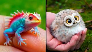 Cutest Baby Animals You Can Legally Own [upl. by Dagney]