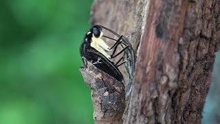 Giant Swallowtail emerging eclosing in real time Papilio cresphontes [upl. by Erline]