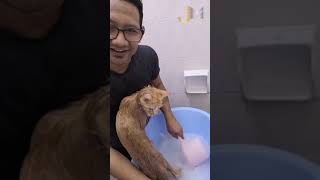 Grooming maine coon with goop degreaser  Chris Christensen day to day  malaseb [upl. by Elay]