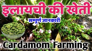 इलायची की खेती  elaichi ki kheti  Elaichi Farming in hindi  Cardamom Farming kaise kare [upl. by Wolfgang]