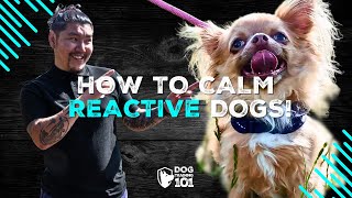 WATCH This Video If You Have a Reactive Dog Watch How to Get Your Dog Comfortable With Others Now [upl. by Mun]