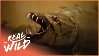 The Truth Behind Africas Piranha  Tigerfish Attack  Real Wild [upl. by Nagoh107]