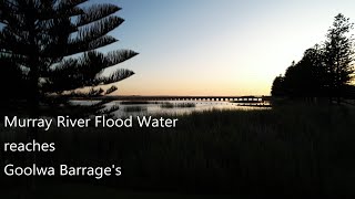 Murray River Flood water Reaches Goolwa Barrage [upl. by Nozicka]