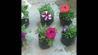 Gamle ki purani mitti ko banaye aise upjau dher saare phool paane k liye gardening nature shorts [upl. by Eisinger]