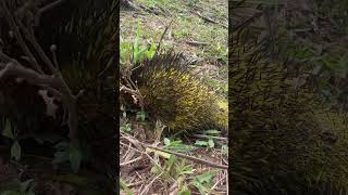 Prehensile Porcupine animals nature jungleanimals [upl. by Gurl]