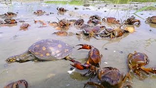 Best Amazing Technology Crab Catching  Unique Crabs amp Tortoise Catching System  SP Fishing World [upl. by Ohcamac]