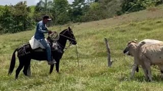 ganadería llanos orientales [upl. by Deenya]