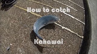 NZ Basic Fishing  Tutorial  How to catch Kahawai [upl. by Jordison]