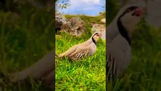 Female Chakor Partridge Sounds chakor chakur partridgevoice short statusvideobirds birdsounds [upl. by Ennahoj]