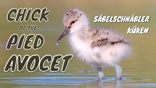 Pied Avocet Recurvirostra avosetta Chick  Säbelschnäbler Küken [upl. by Leafar]