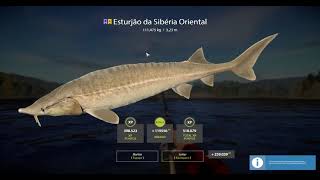 East Siberian Sturgeon 111475kg  Russian Fishing 4 [upl. by Nuli]