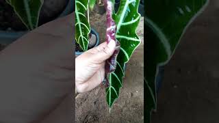 Alocasia Amazonica  Polly Plant beautiful newleaves [upl. by Nosneb]