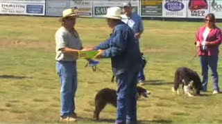 2008 Champion Sheep Dog [upl. by Nyleahcim379]