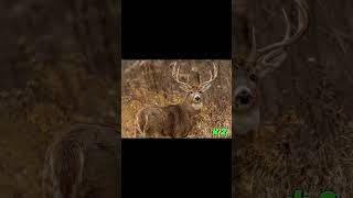 Which Buck you shootin deerhunting deer bucks [upl. by Bonnie]