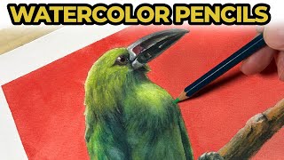 Watercolor Pencils  How to Draw and Paint a Bird [upl. by Annairoc]