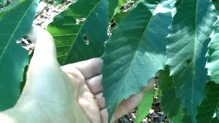 I Found an American Chestnut Castanea dentata Today [upl. by Nylesaj]