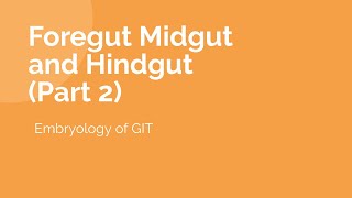 Part 2  Foregut  Midgut and Hindgut  Anatomy Lecture  Ample Medical Lectures [upl. by Aguayo]