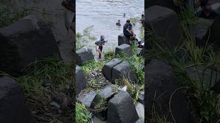 😱 viral ikan besar peladu kali brantas kemarin [upl. by Caitrin139]