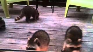 Baby raccoons fighting over food [upl. by Juley442]