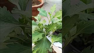 हजारों फूल लगेंगे गुलदाऊदी में इस तरह 🔥😲short garden Plants organic [upl. by Freeman]