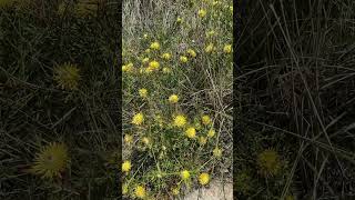 Narrowleaf drumsticks Isopogon anethifolius in Crowdy Bay National Park NSW [upl. by Carmel]