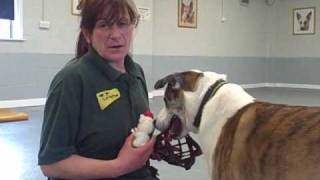 Dogs Trust Leeds Ilona introduces Jack to a muzzle through playing [upl. by Atenik]