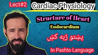 Le2 Physiology of Heart  Structure of heart  Layers of Heart  Structure of Endocardium  Part2 [upl. by Ranitta100]