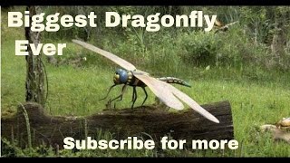 Meganeura  Biggest dragonfly  Biggest Prehistoric Dragon Fly  Amazing Creatures [upl. by Nevuer813]