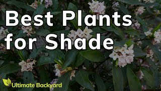 5 Stunning FullShade Loving Plants [upl. by Dyer]