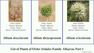 List of Plants of Order Iridales Family Alliaceae Part 1 allium orientale akaka caesium flavescens [upl. by Newhall]