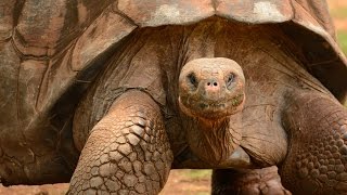 World’s BIGGEST TORTOISE The Giant Galapagos Tortoise 5 fascinating facts [upl. by Mason851]