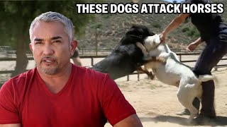 Dealing With A Rottweiler And Bulldog That Attack Horses  Cesar 911 Season 2 Ep 1 [upl. by Tani]