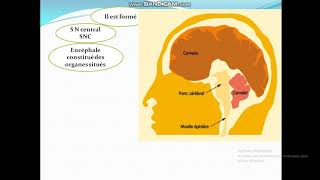 Cours de Toxicologie  Cours5 Organes cibles des toxiques [upl. by Neslund]