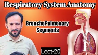 20 Bronchopulmonary segments  segments of lungs  lungs of anatomy  Respiratory system anatomy [upl. by Winchester]