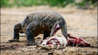 Comodo dragon attack wild boar  wild animals [upl. by Stacey29]