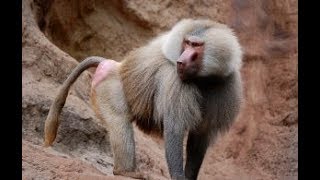 Hamadryas Baboons At Vizag  Vishakapatnam Zoo [upl. by Wareing666]