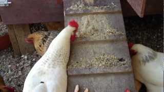 Black Soldier Fly Larvae From Worm Bin to Chicken Feed [upl. by Sasnett691]