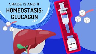 GLUCAGON HOMEOSTASIS The Endocrine System [upl. by Sidnac]