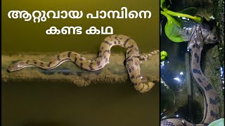 മീൻ പിടിക്കുന്ന ആറ്റുവായ് പാമ്പ്  Dogfaced Water snake hunting fish rescue reptiles sarpa [upl. by Ahsenav828]