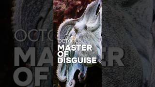 The Oceans MASTER of Disguise OCTOPUS facts marine marinelife sea octopus shorts [upl. by Huoh]