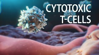 Cytotoxic T cells animation  killer T cells  cancer medical animation  medicalanimation [upl. by Gildea]