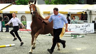 NORIKER JUNGSTUTENSCHAU In St Johann in Tirol 2023 [upl. by Rutledge29]