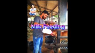 Calf Milk Feeding [upl. by Brittany]