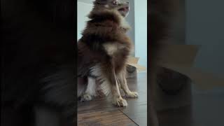 The dog experiment  How Many Times Will My Dog Get InOut Of The Box 🤣 dogs doglover chihuahua [upl. by Niroc]