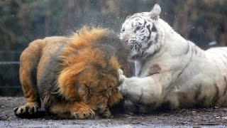 Real Fights Between Lion and Tiger Clash of the Titans [upl. by Atiuqin]