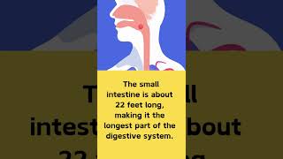 Gastroenterology Facts Did you know gastroenterology didyouknowfacts facts medfacts [upl. by Glennie848]