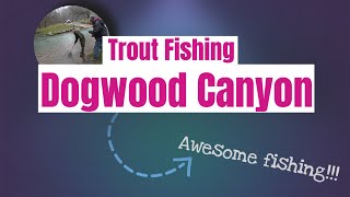 Trout fishing spring fed waters of Dogwood Canyon with fly gear and spinning tackle in Lampe MO [upl. by Aksoyn]